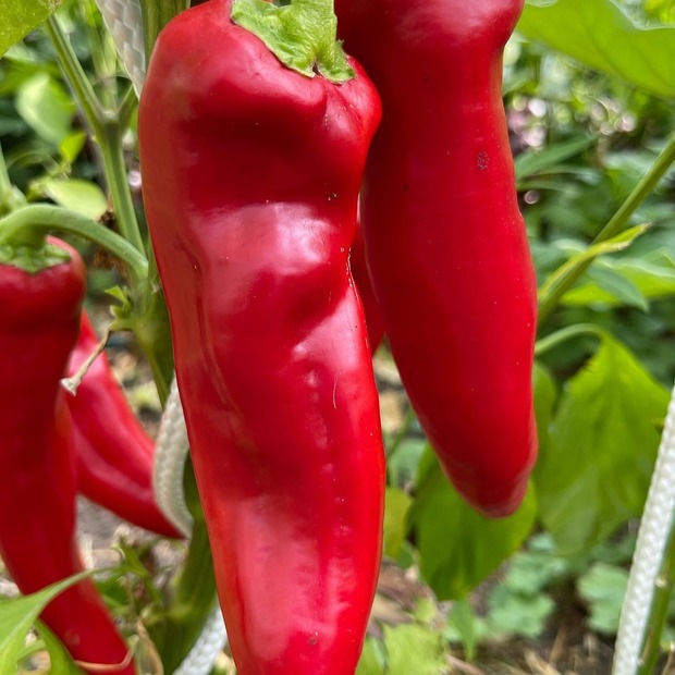 Anzucht-Set "Spitzpaprika" [16, 20]