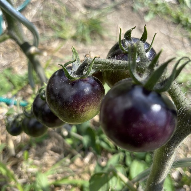 Tomate "Indigo Rose" - BIO-Tomatensorte [samenfest]