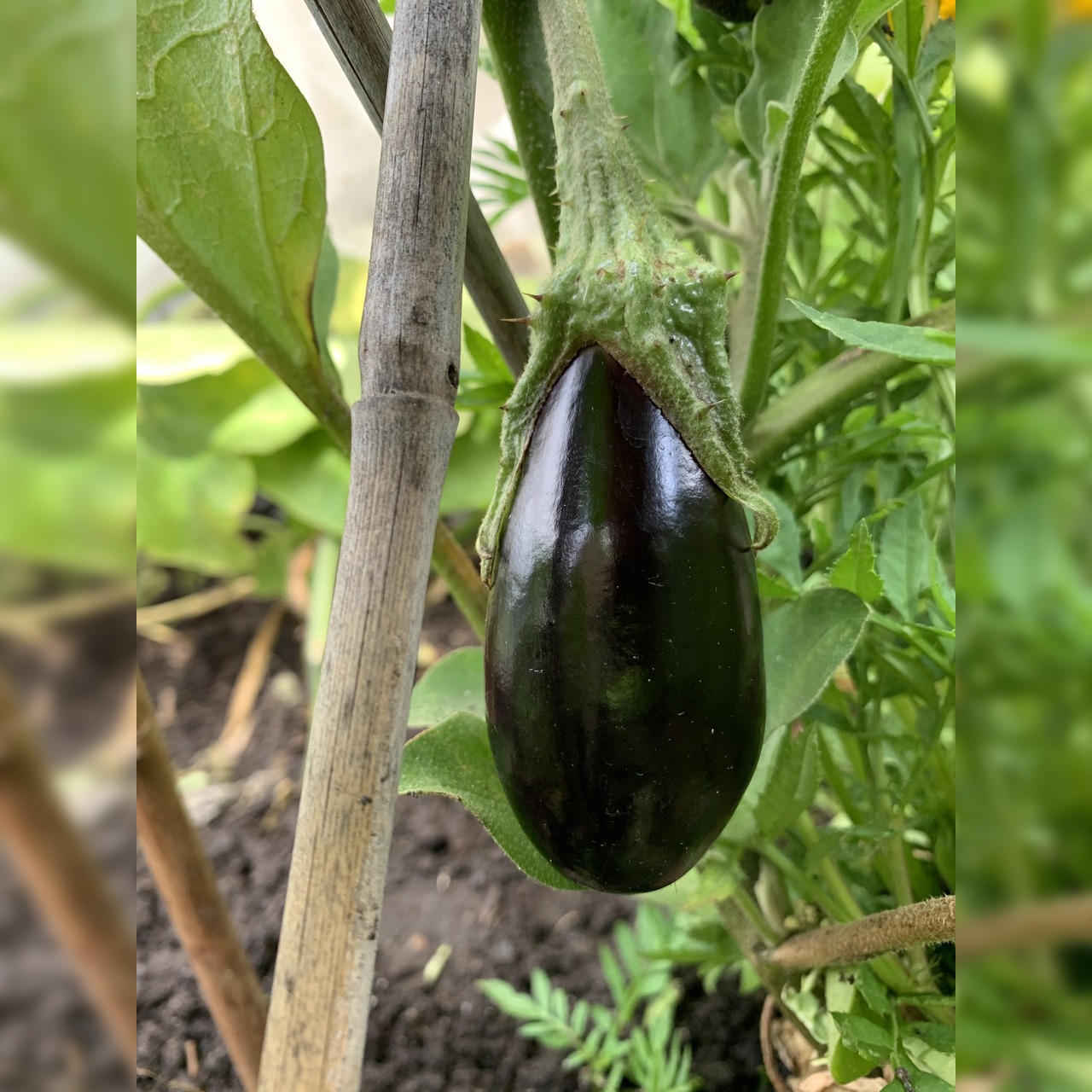 Auberginen Samen „Zora“ / „Melanzani“ für Gewächshaus (samenfest & BIO)