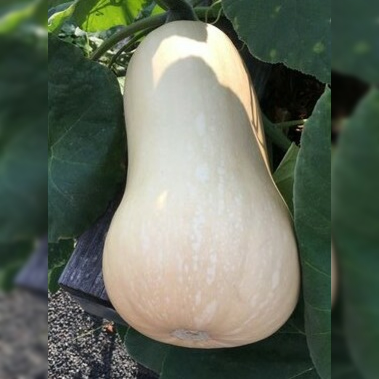 Butternut-Kürbis "Waltham" - BIO-Kürbisorten [samenfest]
