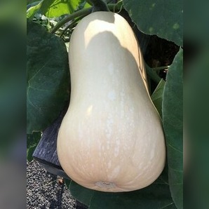 Butternut-Kürbis "Waltham" - BIO-Kürbisorten [samenfest]