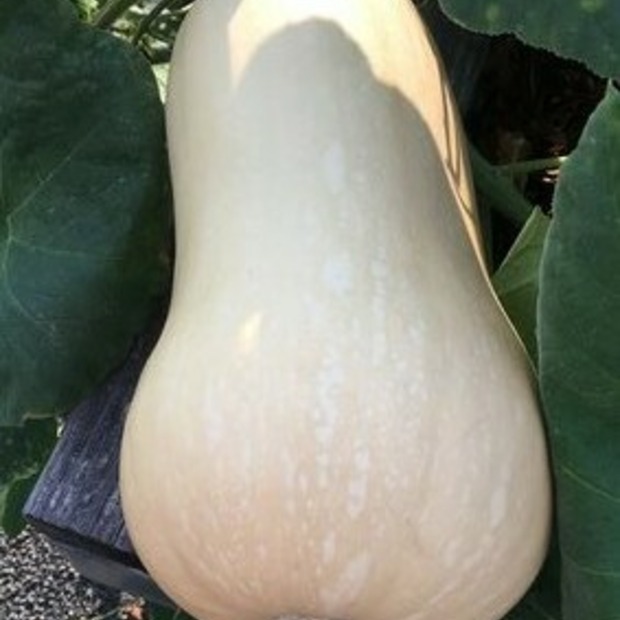 Butternut-Kürbis "Waltham" - BIO-Kürbisorten [samenfest]
