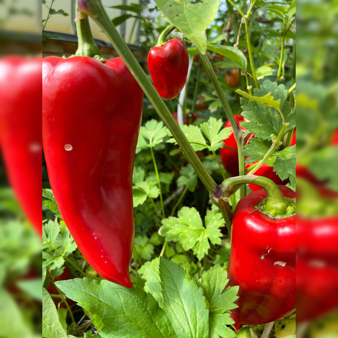 Paprika "Karmen" - BIO-Paprikasamen [samenfest]