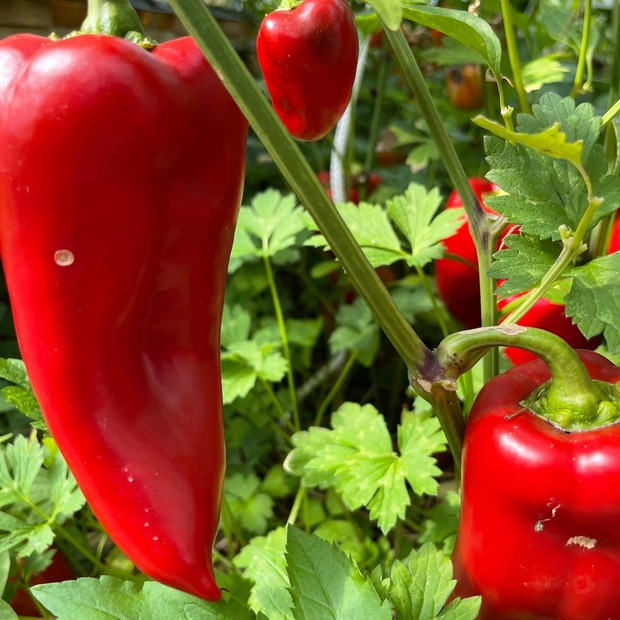 Paprika "Karmen" - BIO-Paprikasamen [samenfest]