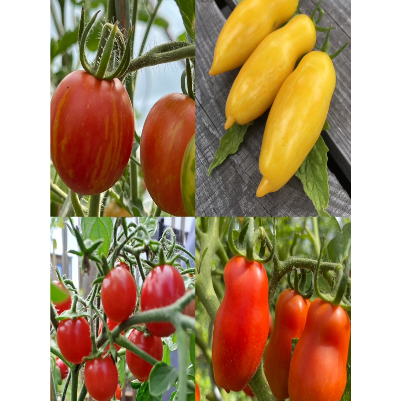 BIO Tomatensamen Set