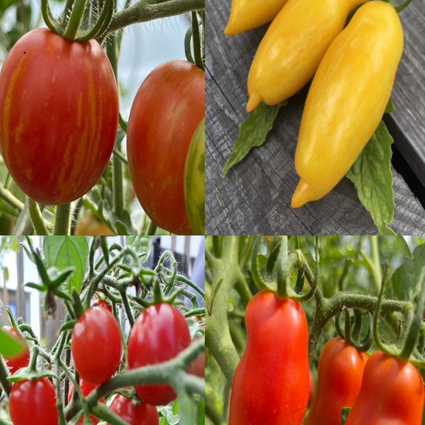 BIO Tomatensamen Set