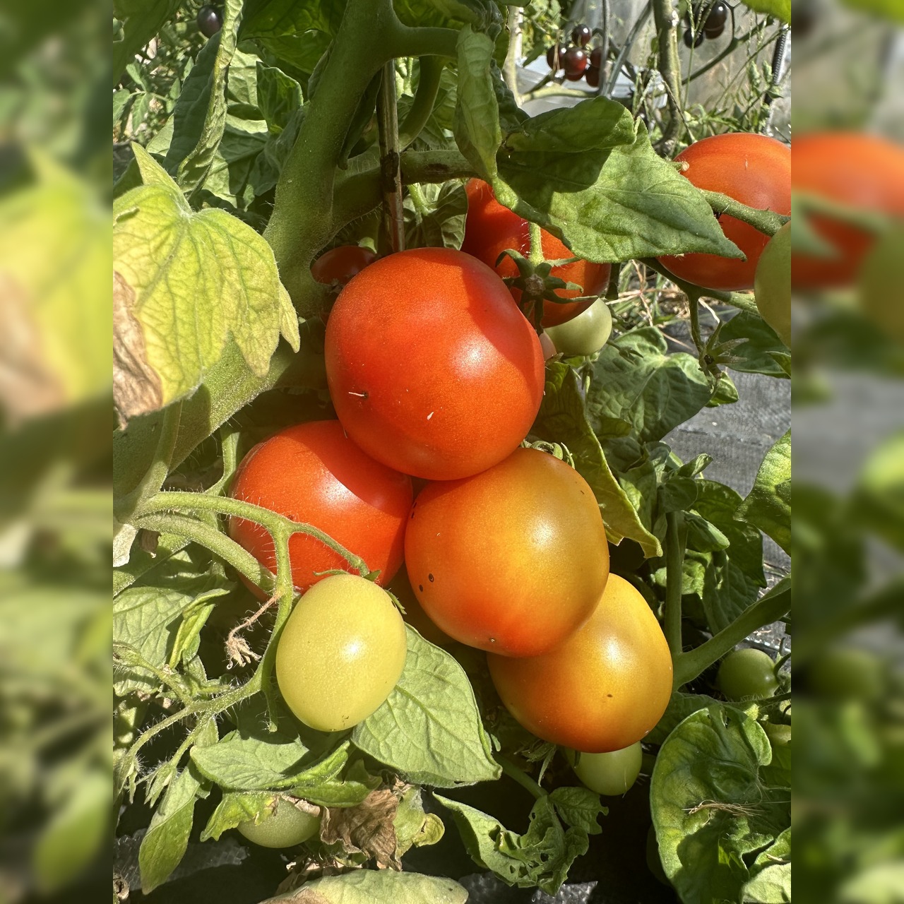 Tomate "Balkon Star" - BIO-Tomatensorte