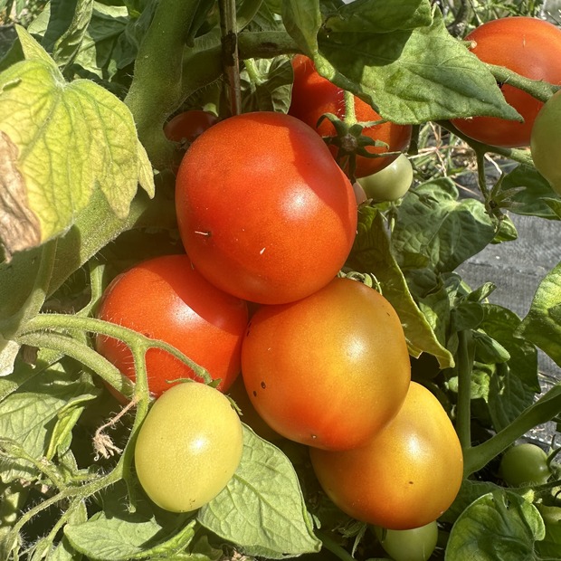 Tomate "Balkon Star" - BIO-Tomatensorte