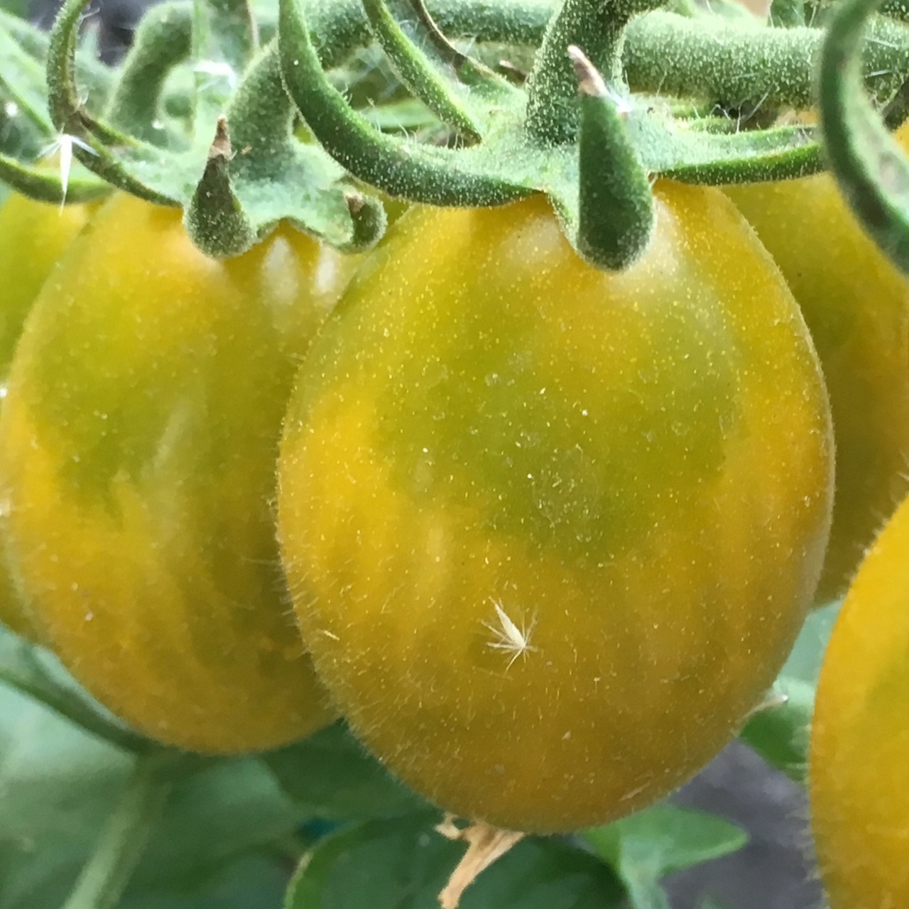 Tomate "Green Pear" - BIO-Tomatesorte [samenfest]