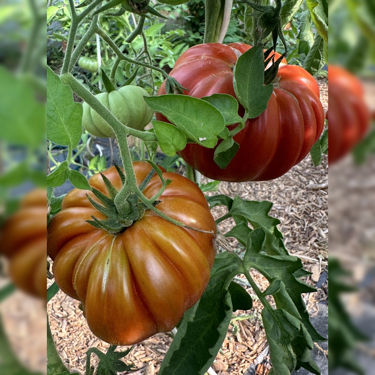 Tomate "Fleur de Reagir" - BIO-Tomatensorte [samenfest]