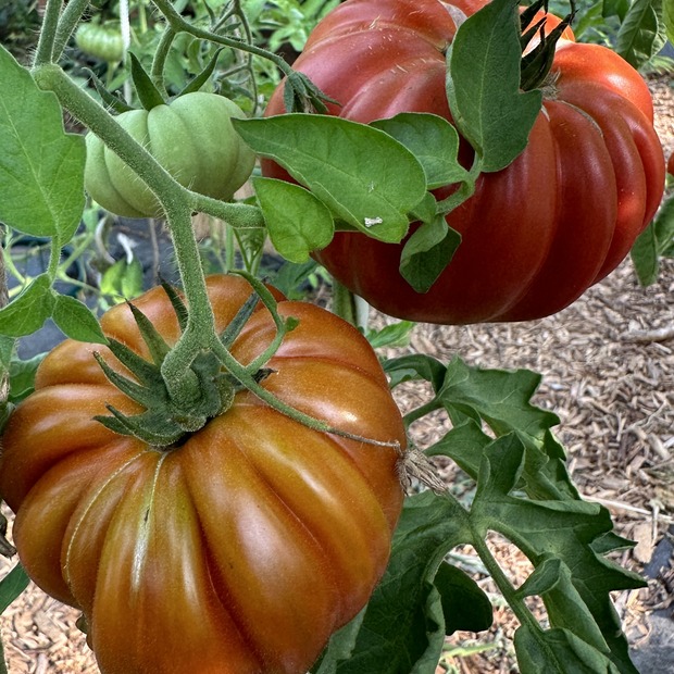Tomate "Fleur de Reagir" - BIO-Tomatensorte [samenfest]