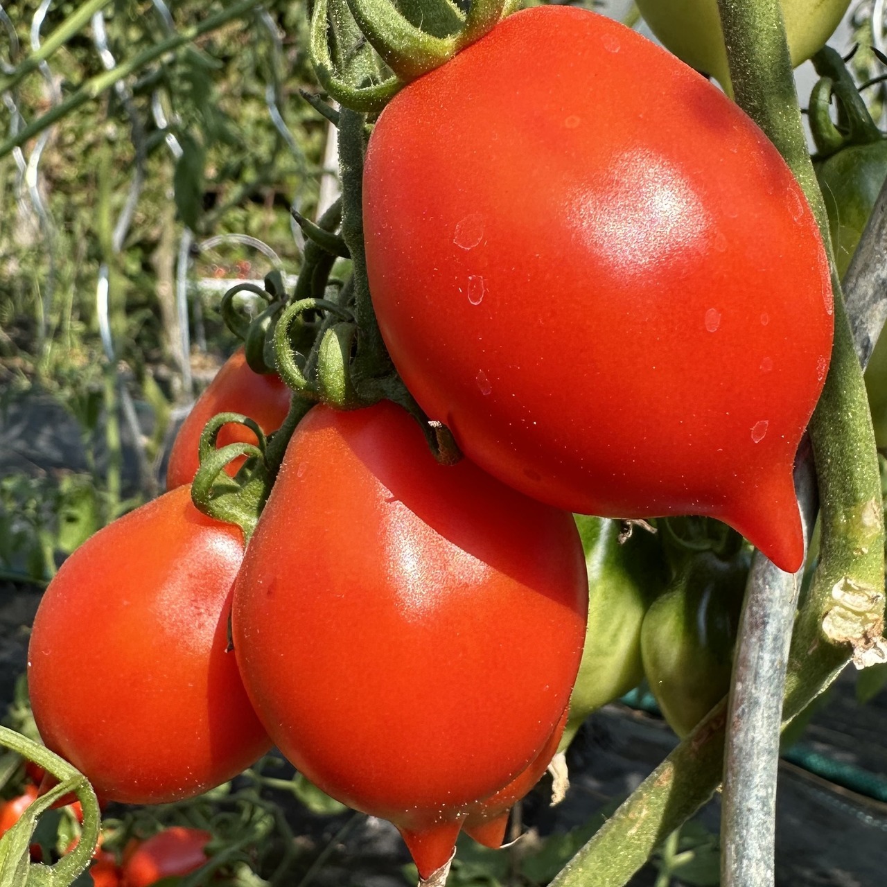 Tomate "italienische Wintertomate" - BIO-Tomatensorte