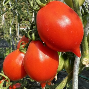 Tomate "italienische Wintertomate" - BIO-Tomatensorte