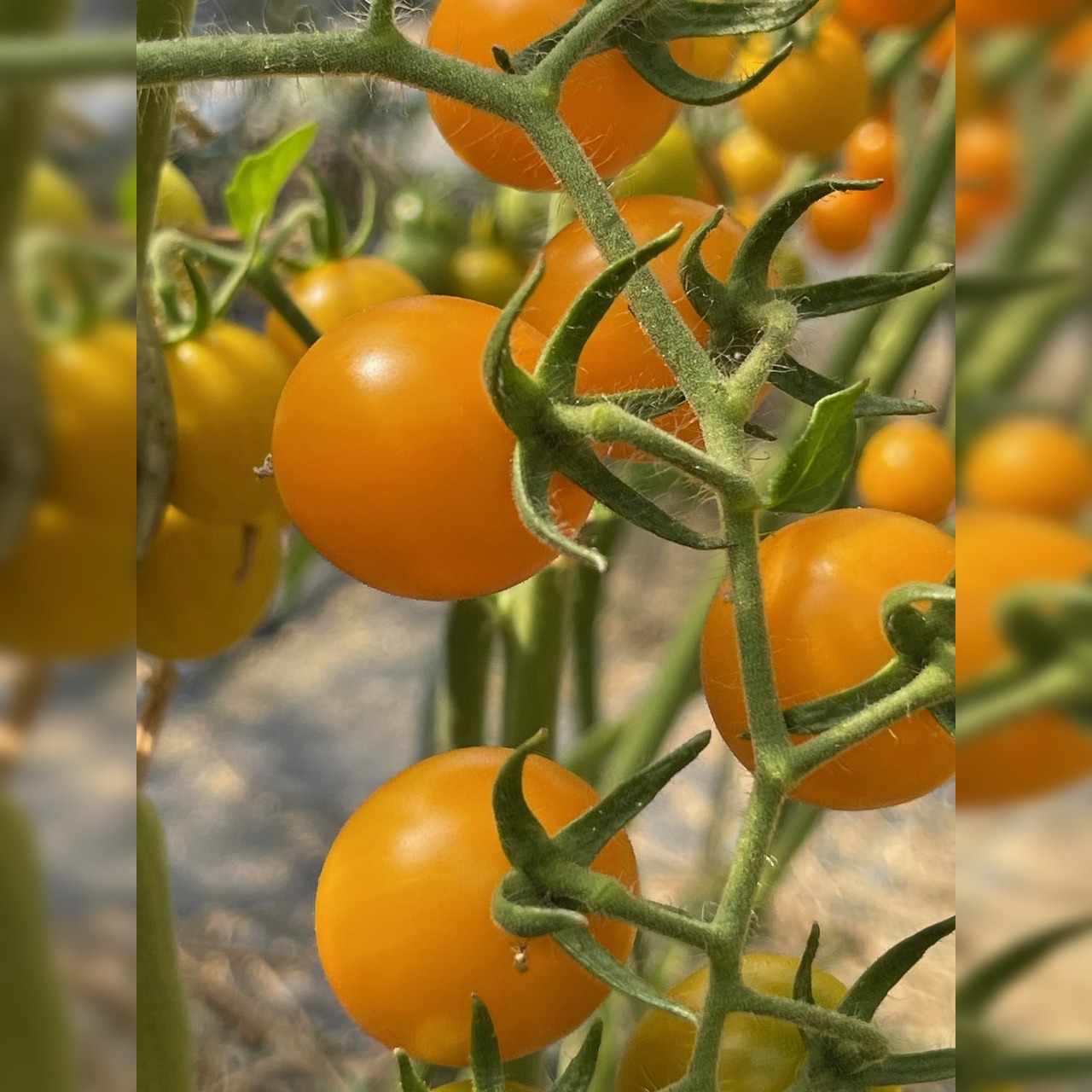 BIO Tomatensamen Set mittel