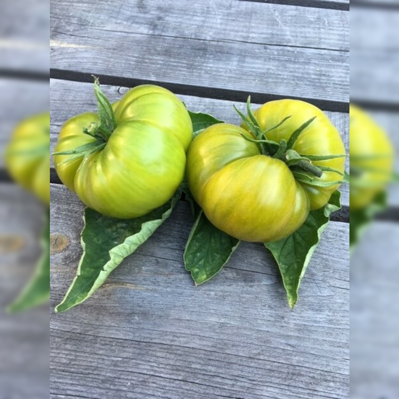 BIO Tomatensamen Set