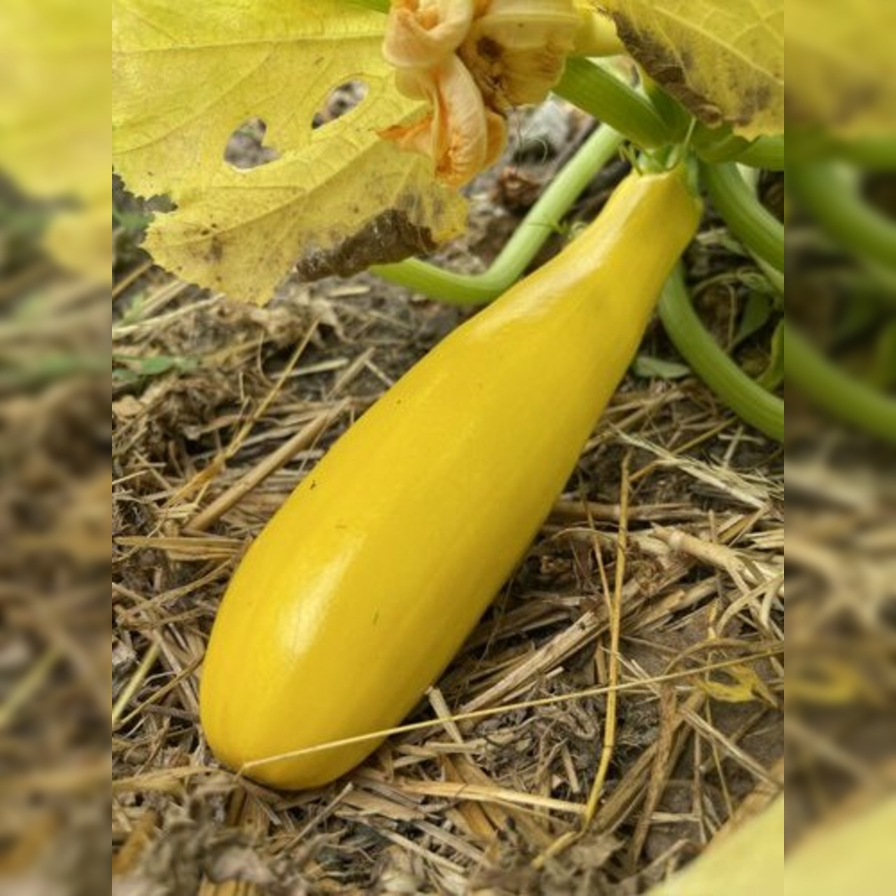 Zucchini "Golden Rush" - gelbe BIO-Zucchinisorte (samenfest)