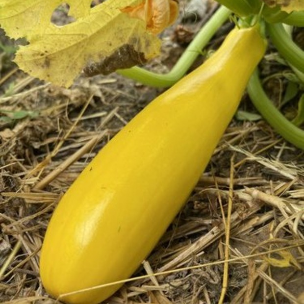 Zucchini "Golden Rush" - gelbe BIO-Zucchinisorte (samenfest)