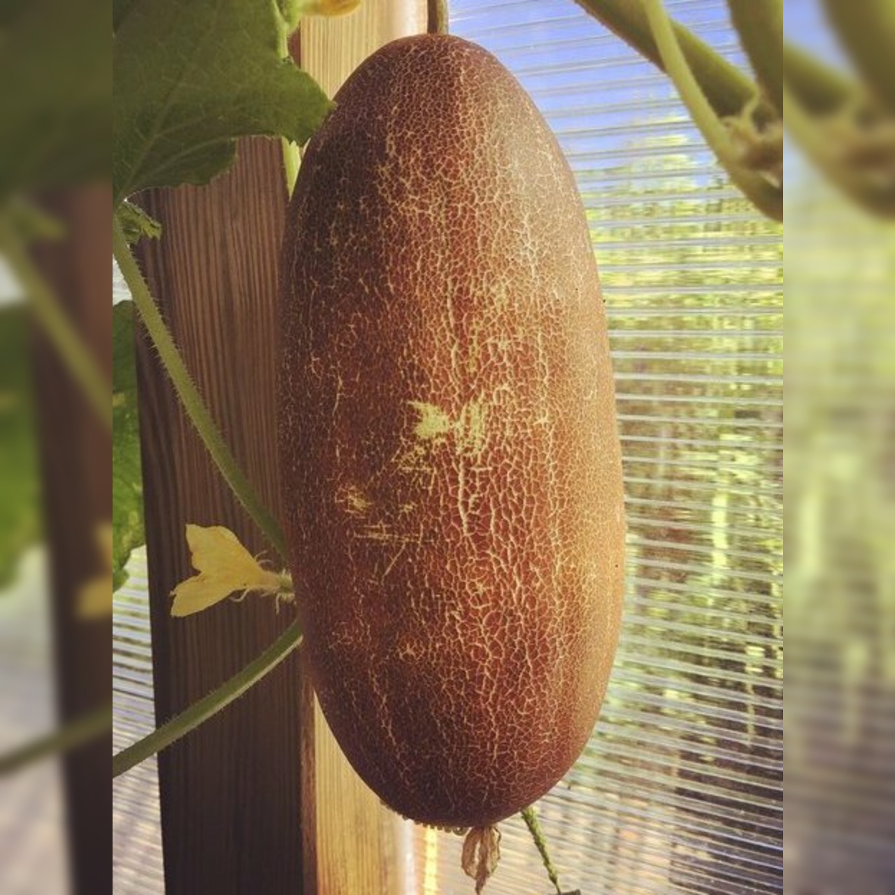 Gurkensamen-Set "Gewächshausgurken" - 3 BIO-Sorten [samenfest]