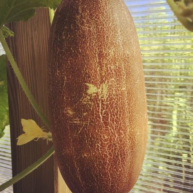 Gurkensamen-Set "Gewächshausgurken" - 3 BIO-Sorten [samenfest]