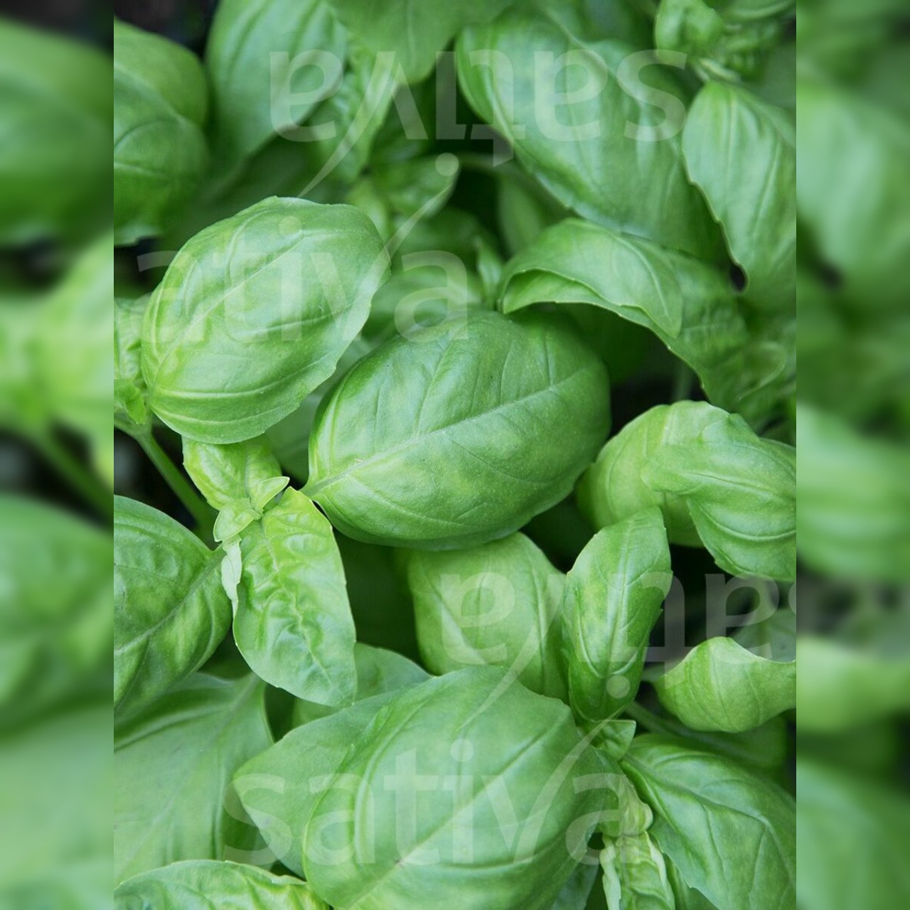 Anzucht-Set "Basilikum & Petersilie" [4006, 4007]