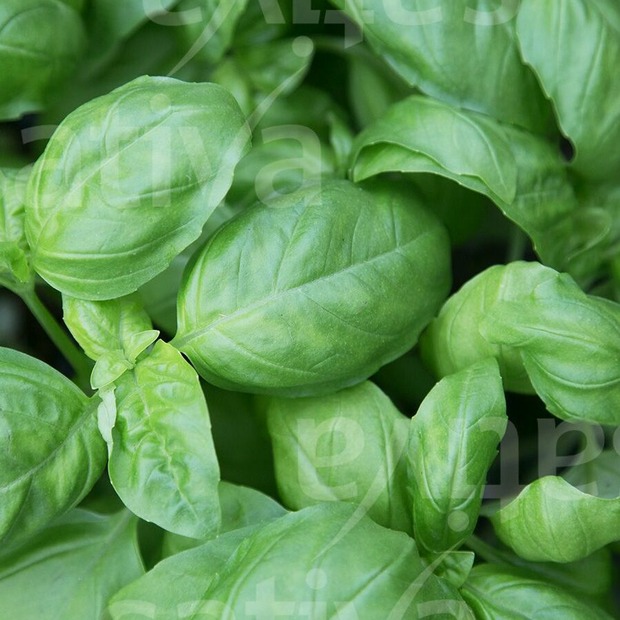 Anzucht-Set "Basilikum & Petersilie" [4006, 4007]