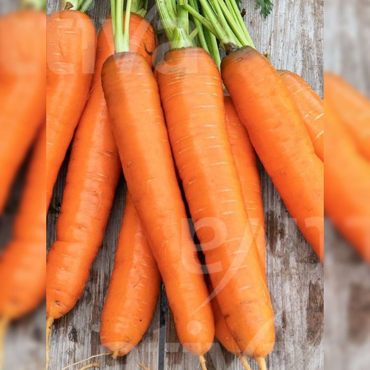 Möhre "Rodelika" - BIO-Möhrensorte [samenfest]