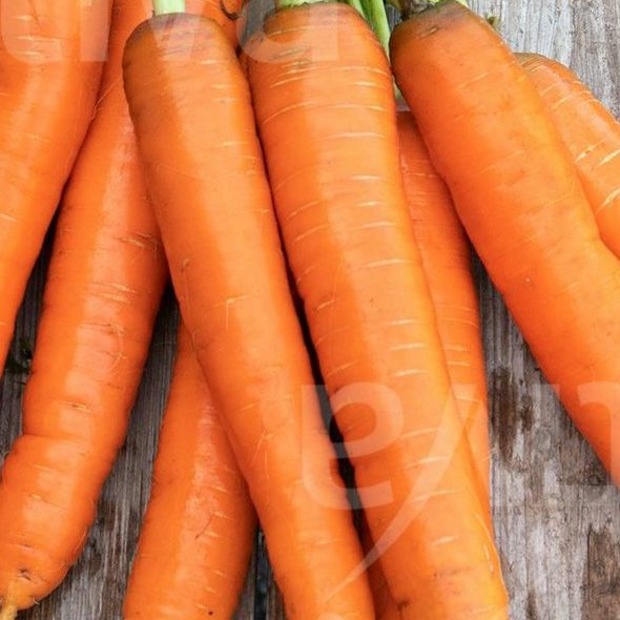 Möhre "Rodelika" - BIO-Möhrensorte [samenfest]