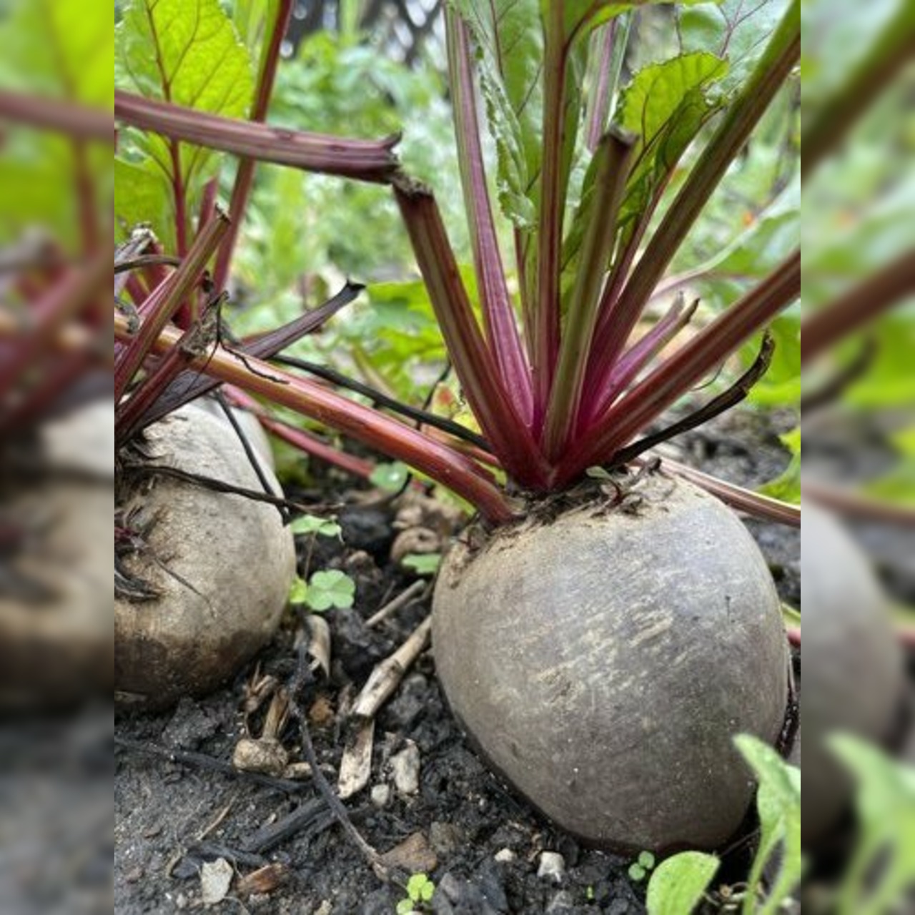 Rote Bete „Robuschka“ - BIO-Rote Bete Sorte [samenfest]