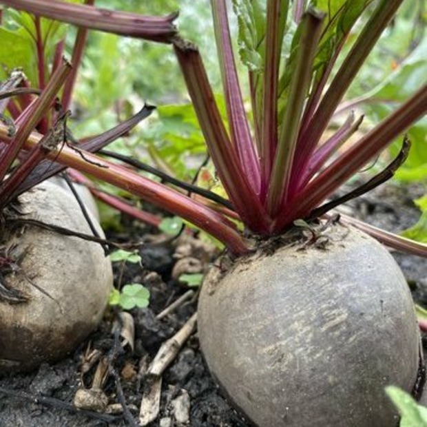 Rote Bete „Robuschka“ - BIO-Rote Bete Sorte [samenfest]