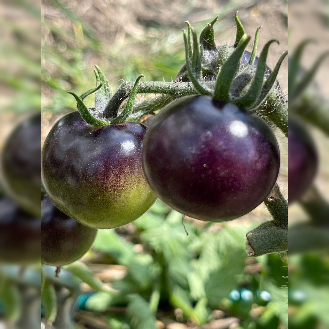 Anzucht-Set "schwarze Tomaten" [20,35]