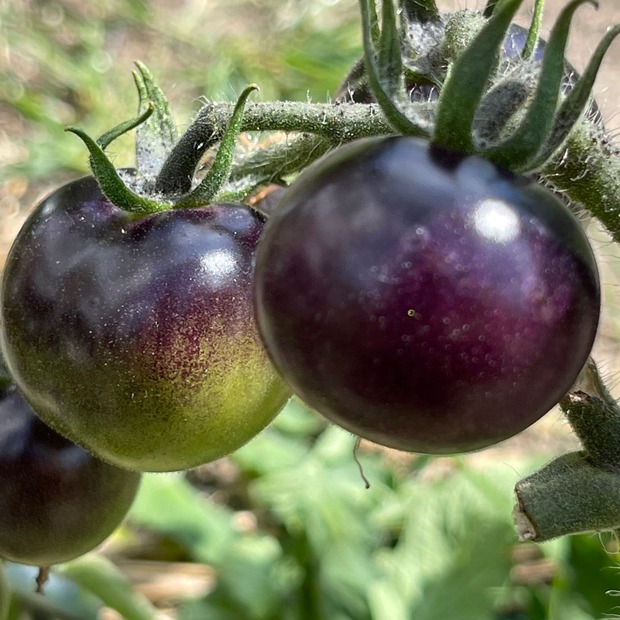 Anzucht-Set "schwarze Tomaten" [20,35]