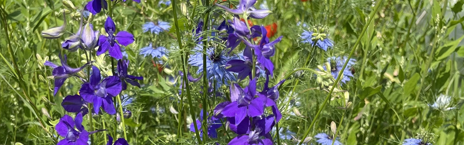 Blumenmischung