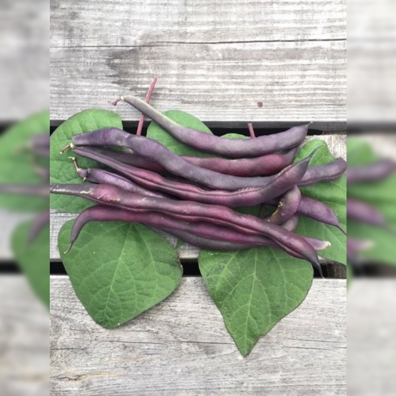 Anfängergemüse-Set - 12 BIO-Sorten [samenfest]