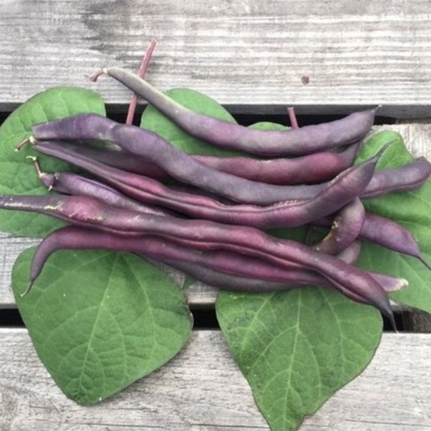 Anfängergemüse-Set - 12 BIO-Sorten [samenfest]