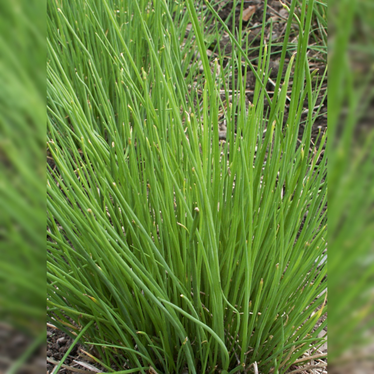 Anzucht-Set "Liebstock & Schnittlauch" [4001, 4006]