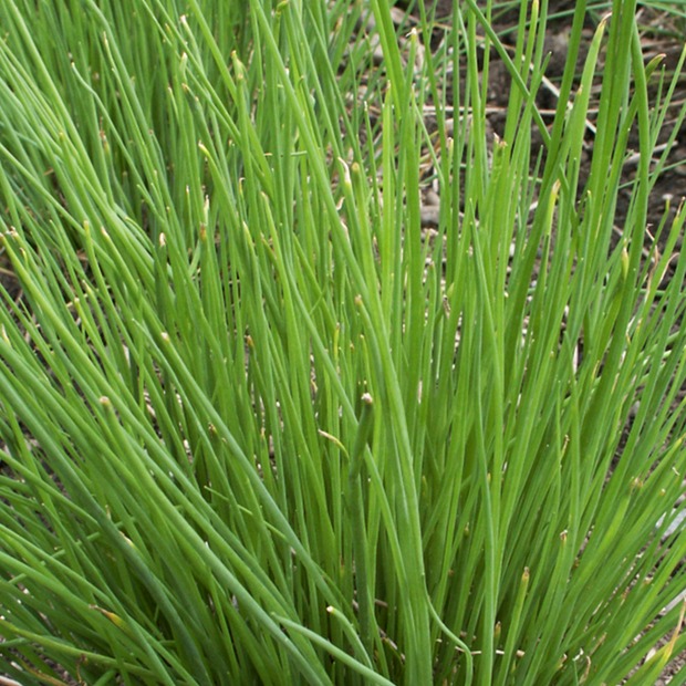 Anzucht-Set "Liebstock & Schnittlauch" [4001, 4006]