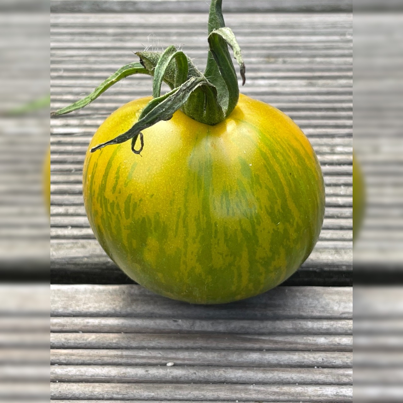 Anzucht-Set "robuste Tomaten" [33, 61]