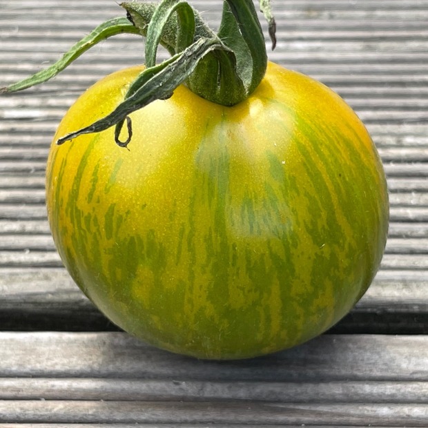 Anzucht-Set "robuste Tomaten" [33, 61]