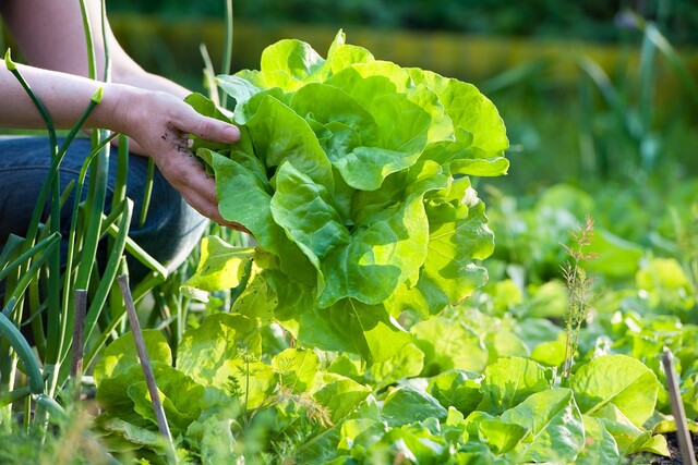 Bild von Salat vorziehen & säen ❤️ Aussaat, Anzucht & Keimd