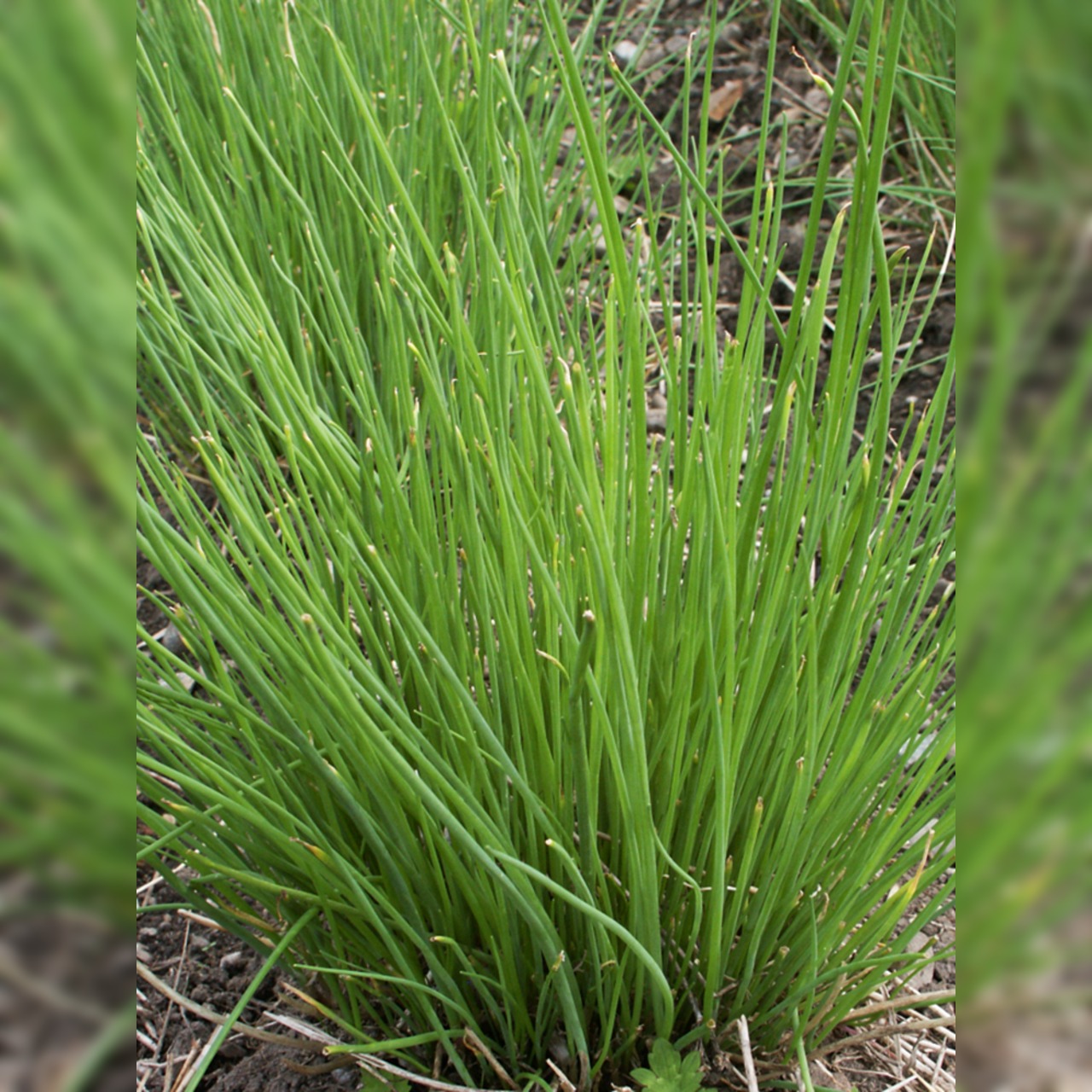 Schnittlauch - BIO-Küchenkräuter [samenfest]