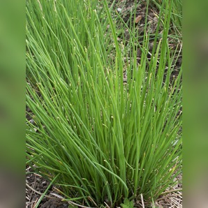 Schnittlauch - BIO-Küchenkräuter [samenfest]