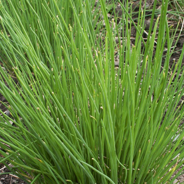 Schnittlauch - BIO-Küchenkräuter [samenfest]