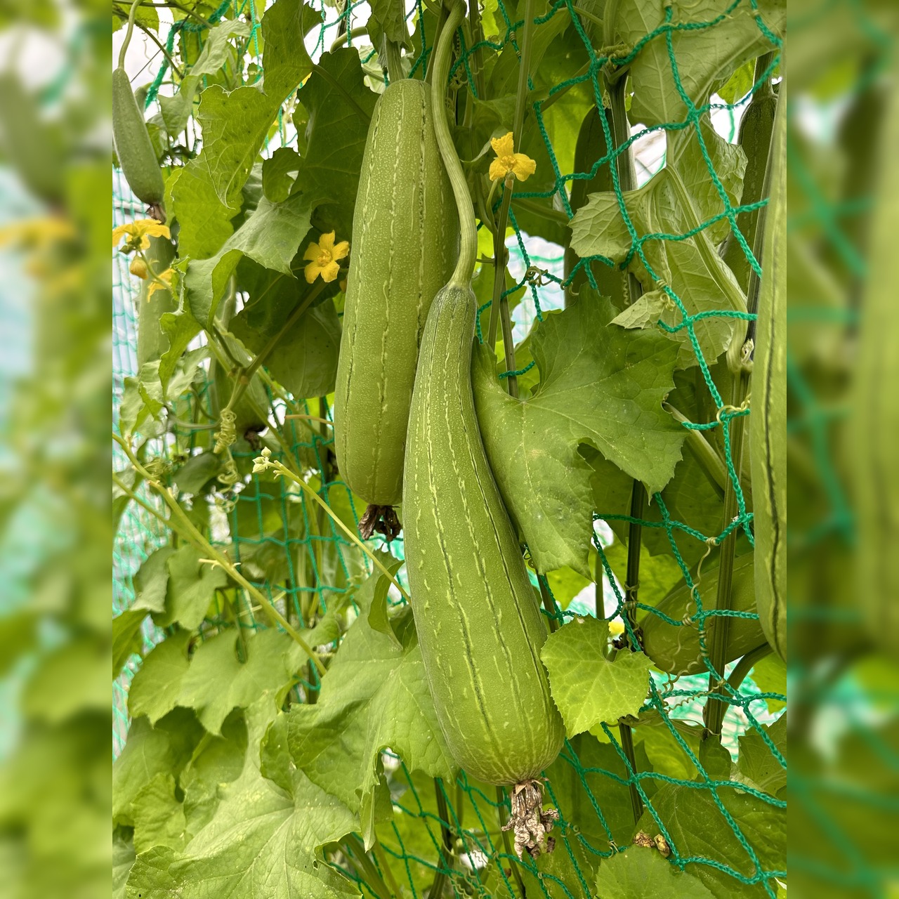 Schwammgurke "Luffa-Gurke" Bio-Freilandgurke (samenfest)