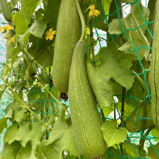 Schwammgurke "Luffa-Gurke" Bio-Freilandgurke (samenfest)
