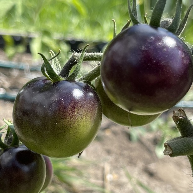 Tomate "Indigo Rose" - BIO-Tomatensorte [samenfest]