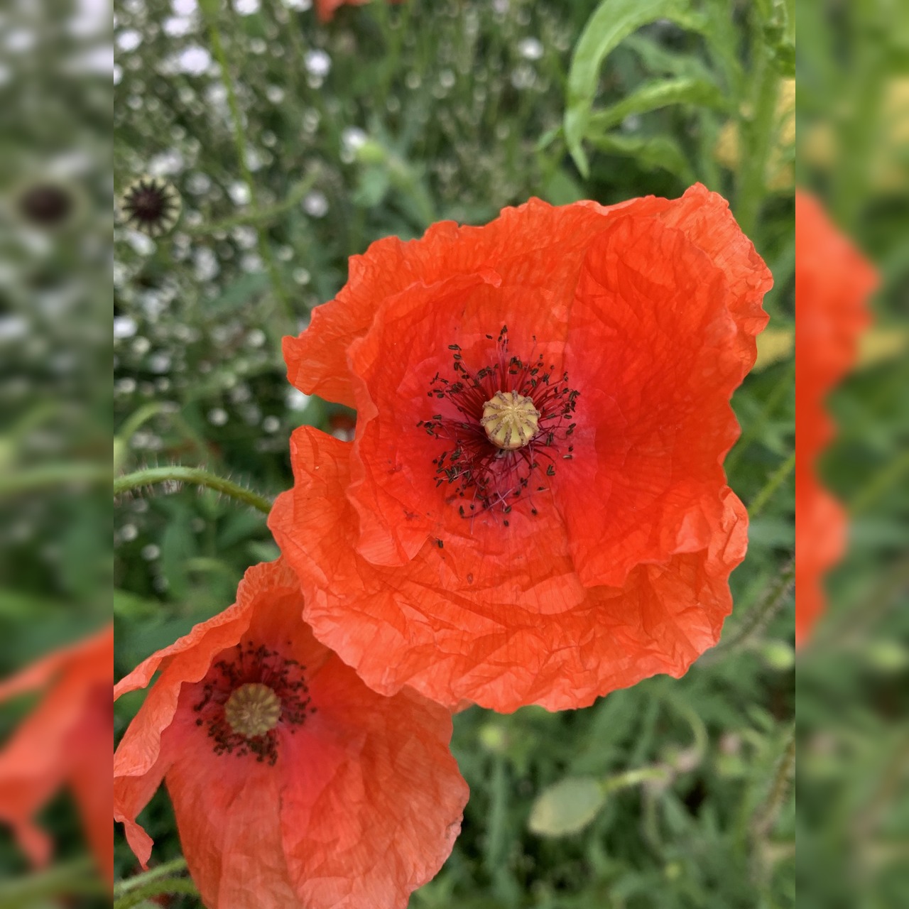 "Klatschmohn" - BIO-Blumensamen [samenfest]