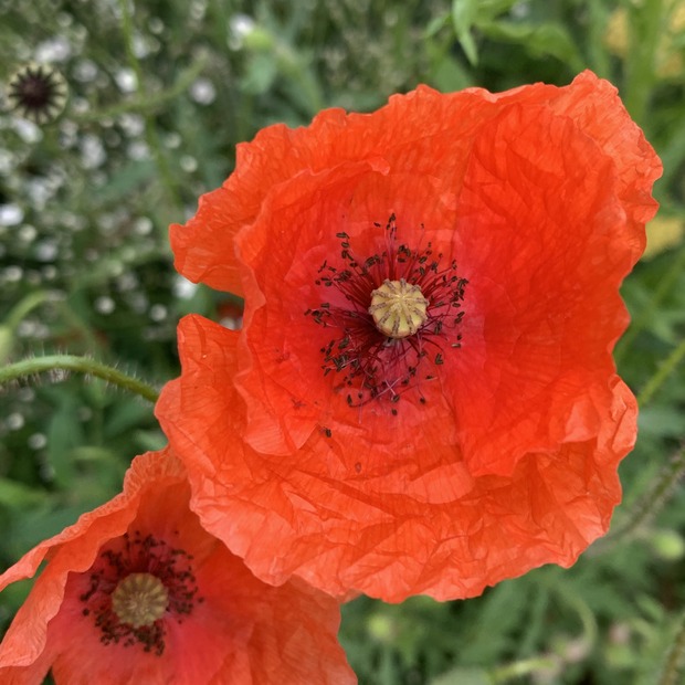 "Klatschmohn" - BIO-Blumensamen [samenfest]