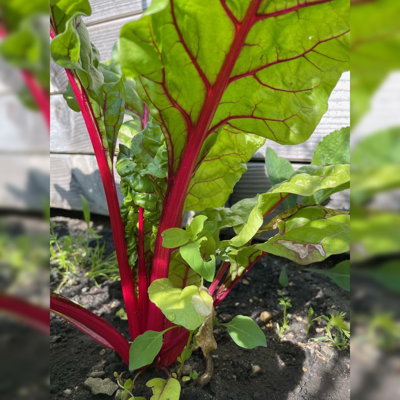 Mangold "Bright Lights" - BIO-Mangoldsamen [samenfest]