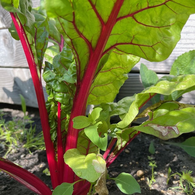 Mangold "Bright Lights" - BIO-Mangoldsamen [samenfest]