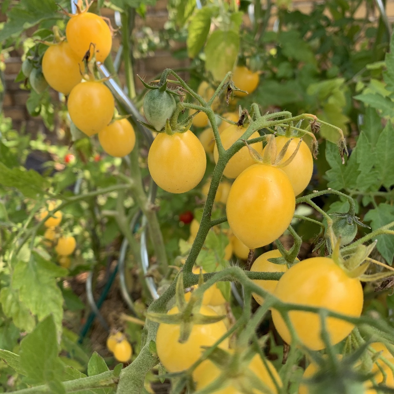 Tomate "Barry´s Crazy Cherry" - BIO-Tomatensorte [samenfest]